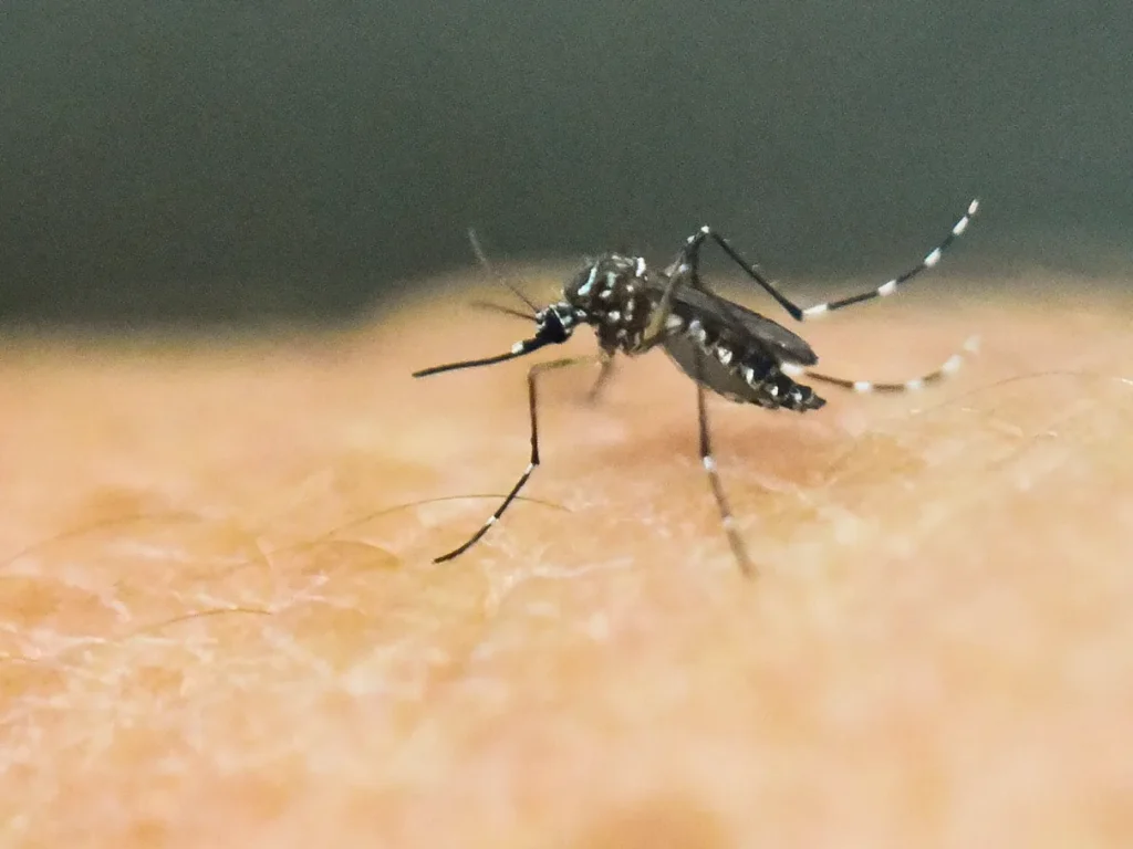alx_mosquito-aedes-aegypti_-20160125-0004_original