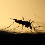mosquito-3860900_1280