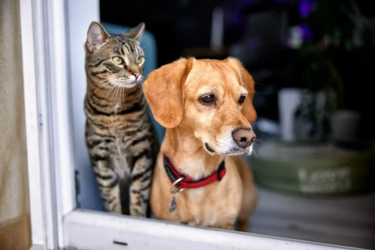 04-de-abril-dia-mundial-dos-animais-de-rua-00