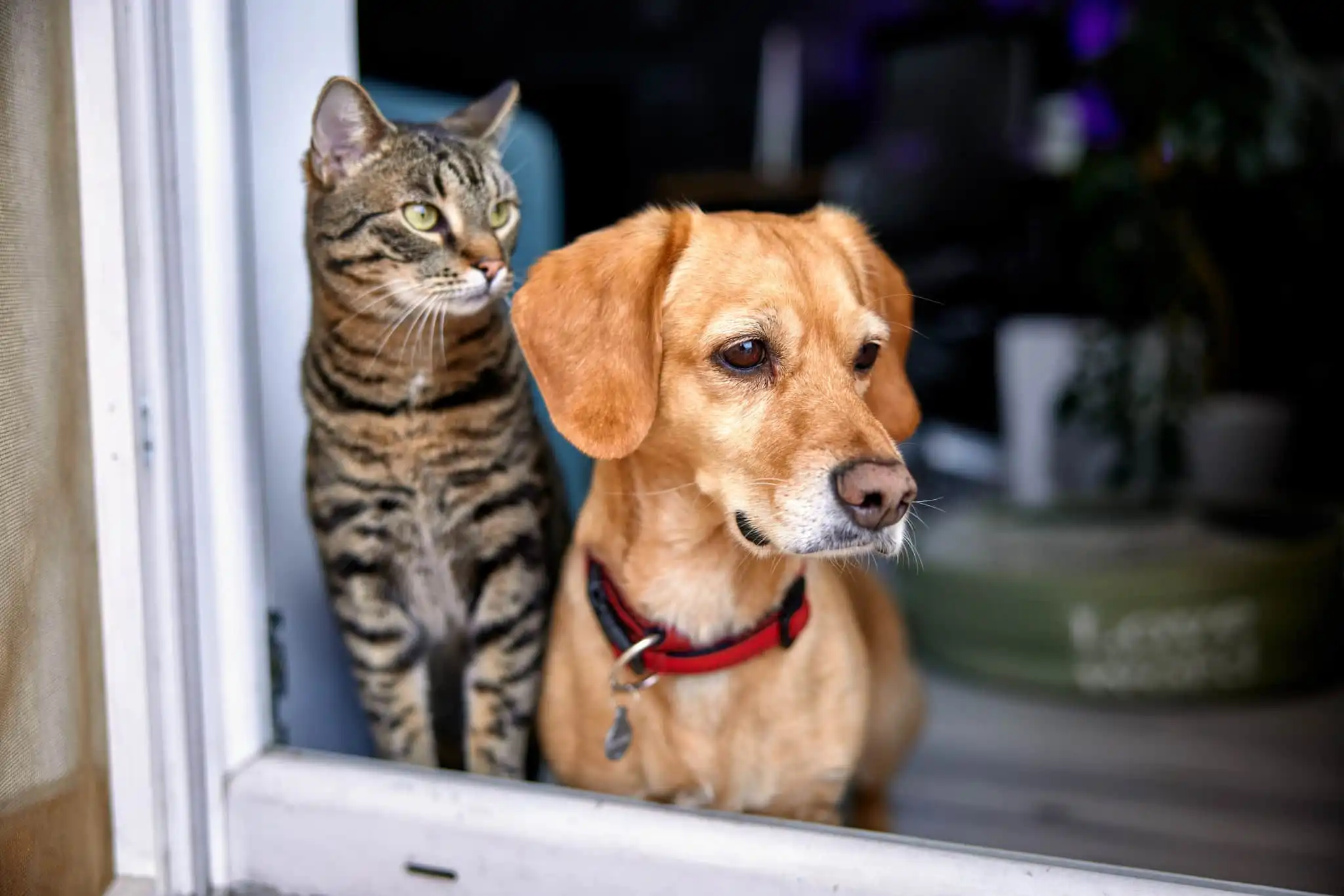 04-de-abril-dia-mundial-dos-animais-de-rua-00