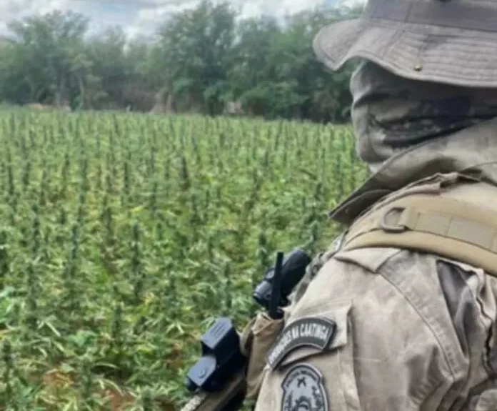 erradicacaodroga-696x758