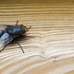 closeup-shot-fly-brown-wooden-surface-scaled