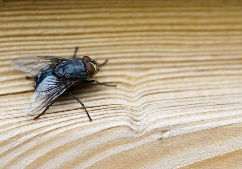 closeup-shot-fly-brown-wooden-surface-scaled
