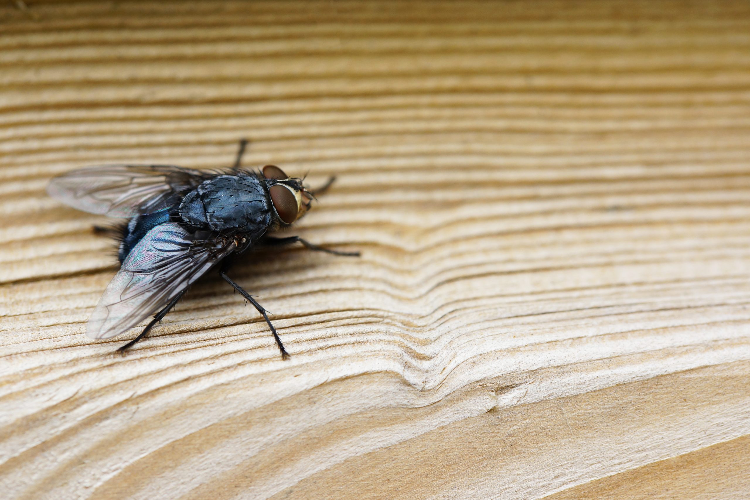 closeup-shot-fly-brown-wooden-surface-scaled