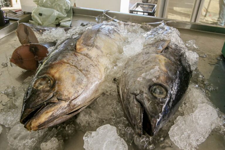 SEDURB_CECAF_Semana_do_Pescado_Fotos_Kleide_Teixeira_08-1024x683