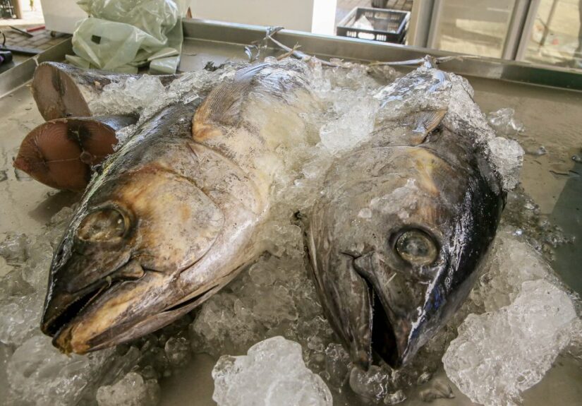 SEDURB_CECAF_Semana_do_Pescado_Fotos_Kleide_Teixeira_08-1024x683