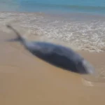 baleia-encalhada-tabatinga