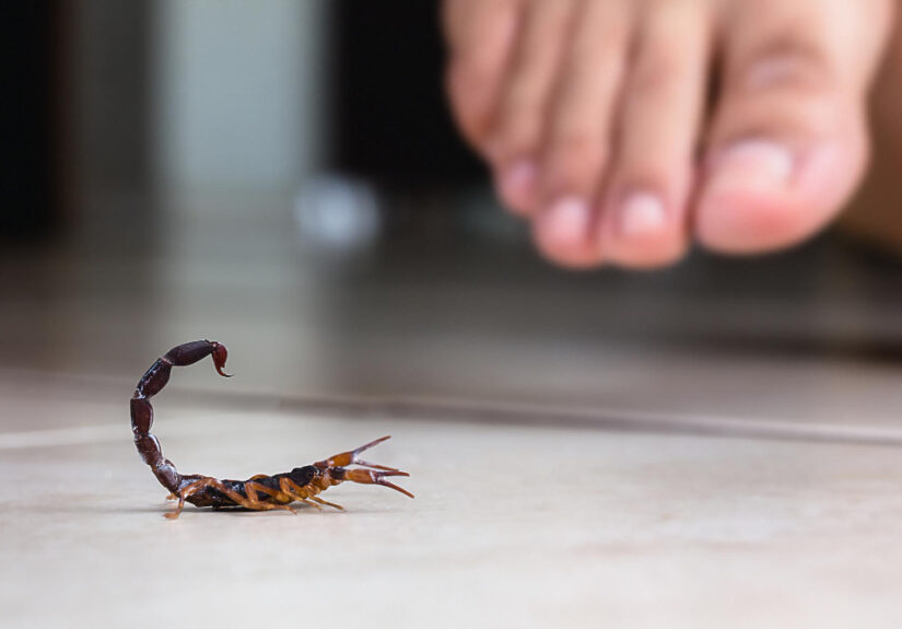 escorpiao-dentro-de-casa-perto-de-uma-pessoa-pessoa-andando-perto-de-um-escorpiao-conceito-de-deteccao-escorpiao-marrom-ou-amarelo-picada-vene