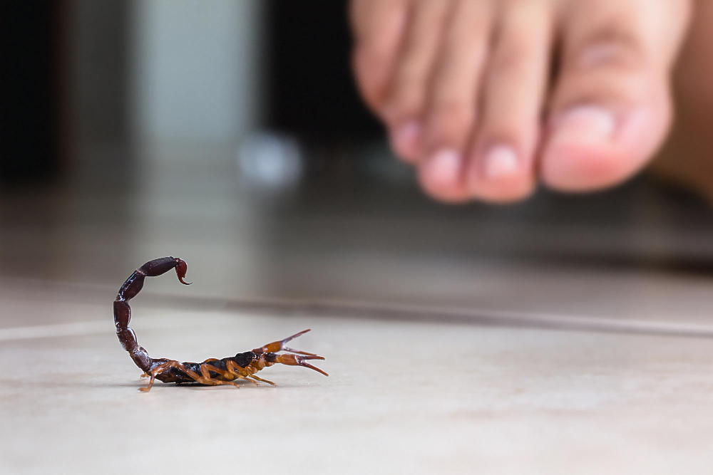 escorpiao-dentro-de-casa-perto-de-uma-pessoa-pessoa-andando-perto-de-um-escorpiao-conceito-de-deteccao-escorpiao-marrom-ou-amarelo-picada-vene