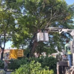 poda-arvores-joaopessoa-thmais-696x928