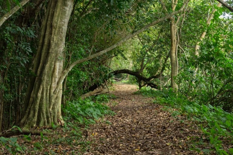 jardim-botanico-mata-buraquinho-768x511